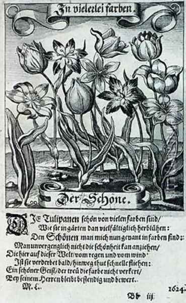 Tulips from a book on botany 1646 Oil Painting - Matthaus, the Younger Merian