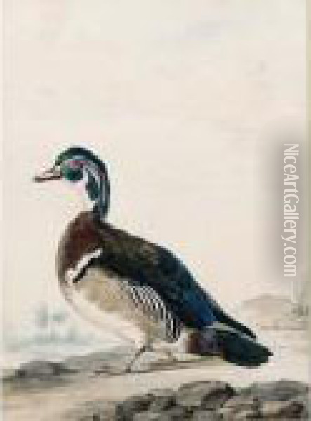 A Duck Oil Painting - Aert Schouman
