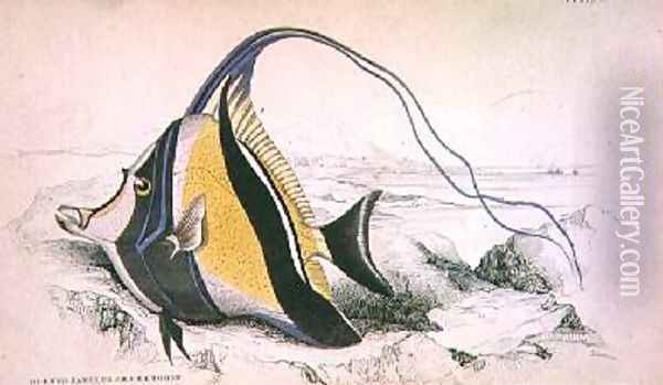 Plate 9 Horned Zanchus or Chaetodon Oil Painting - William Home Lizars