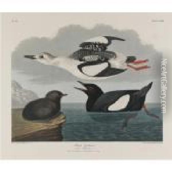 Black Guillemot; And White-legged Oyster Catcher Oil Painting - John James Audubon