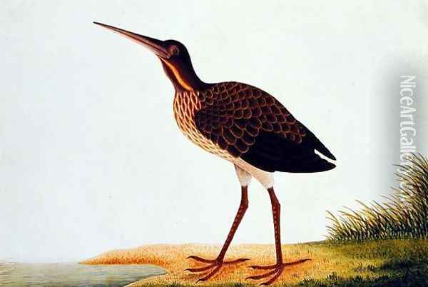 Sea bird, from 'Drawings of Birds from Malacca', c.1805-18 Oil Painting - Anonymous Artist