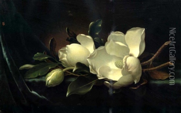 Magnolia Blossoms On Blue Velvet Oil Painting - Martin Johnson Heade