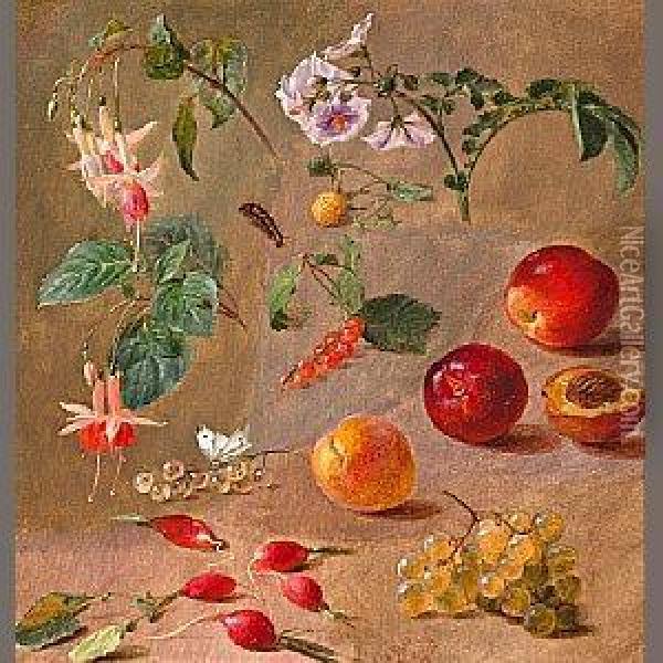 A Study Of Fruit, Flowers And Insects Oil Painting - William Mussill