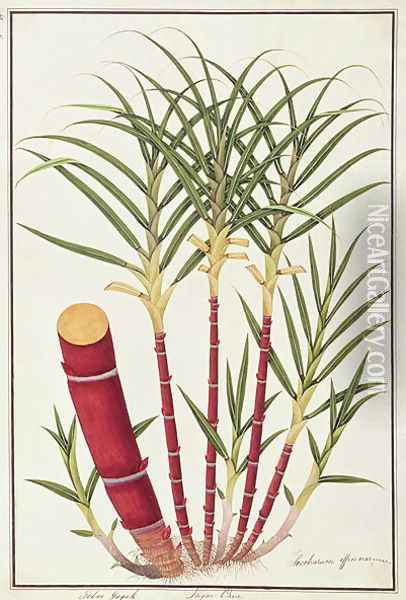 Sugar Cane, Teboo Gagak, from 'Drawings of Plants from Malacca', c.1805-18 Oil Painting - Anonymous Artist