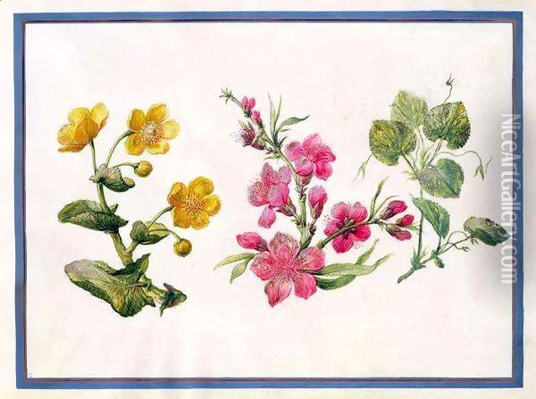 Marsh Marigold, Japonica, Violet Oil Painting - Claude Aubriet