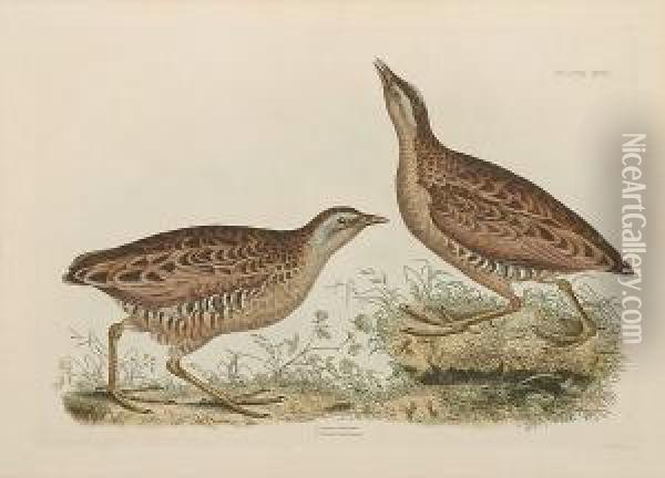 'common Dottrel Male Summer 
Plumage Female Winter Plumage', 'sabines Snipe, Ground Snipe Summer 
Plumage', 'little Grebe Summer Adult Plumage And Young', ' Common Crake 
Male And Female' Oil Painting - Prideaux John Selby