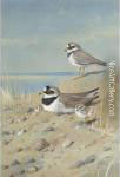 Ringed Plover And Their Young On The Shore Oil Painting - Archibald Thorburn