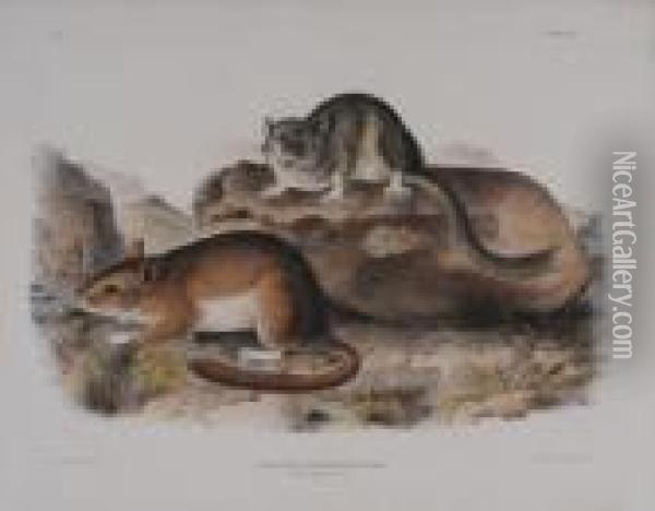 Florida Rat & 
Rocky Mtn. Neotoma Oil Painting - John James Audubon