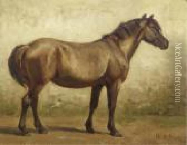 A Brown Horse - A Study Oil Painting - Willem Carel Nakken