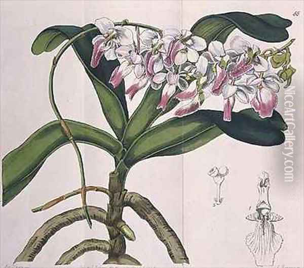 Aerides Crispum orchid Oil Painting - Miss Drake