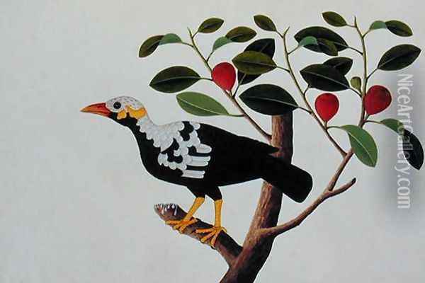 A White Headed Mina Drawn from Life, from 'Drawings of Birds from Malacca', c.1805-18 Oil Painting - Anonymous Artist