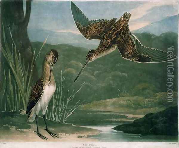 Snipes, plate 3 of British Feather Game, engraved by the artist, pub. by R. Ackermann, c.1810 Oil Painting - Charles Turner
