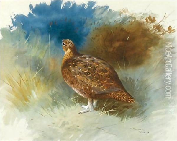 Grouse 2 Oil Painting - Archibald Thorburn