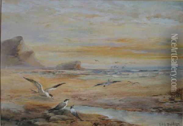 Seagullls On A Beach Oil Painting - Charles Henry C. Baldwyn