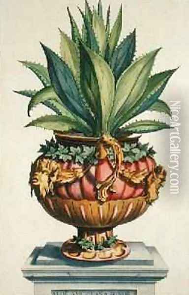 Aloe Americana Minor from Phytographia Curiosa Oil Painting - Abraham Munting