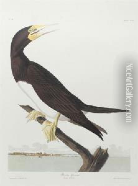 The Havell Edition Oil Painting - John James Audubon