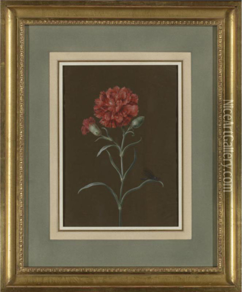 A Carnation With Fly Oil Painting - Margaretha Barbara Dietzsch