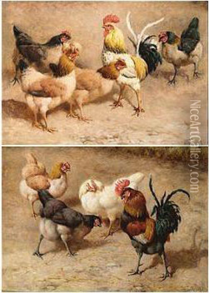 Cockerel And Hens Oil Painting - William Baird