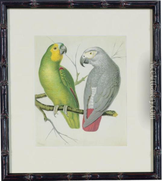 The Illustrated Book Of Canaries And Cage-birds, British Andforeign: Six Plates Oil Painting - William Rutledge