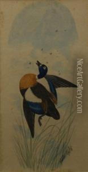Teal Duck Shot In Flight Oil Painting - Neville Henry P. Cayley