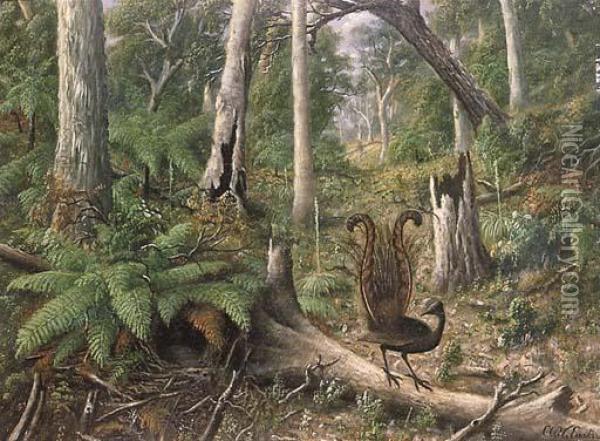 Lyrebird In Amongst Treeferns Oil Painting - Alfred William Eustace