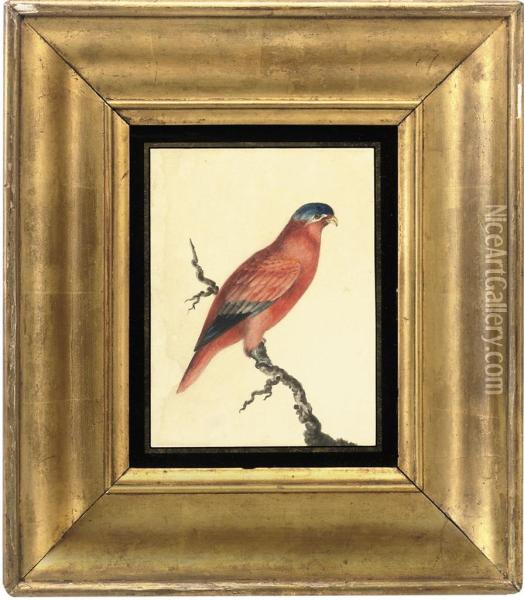 A 'red Lory' Parrot Perched On A Branch Oil Painting - John William Lewin