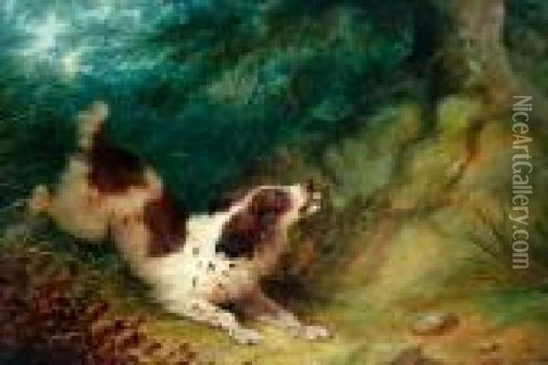 A Spaniel In Woodland Undergrowth Oil Painting - George Armfield