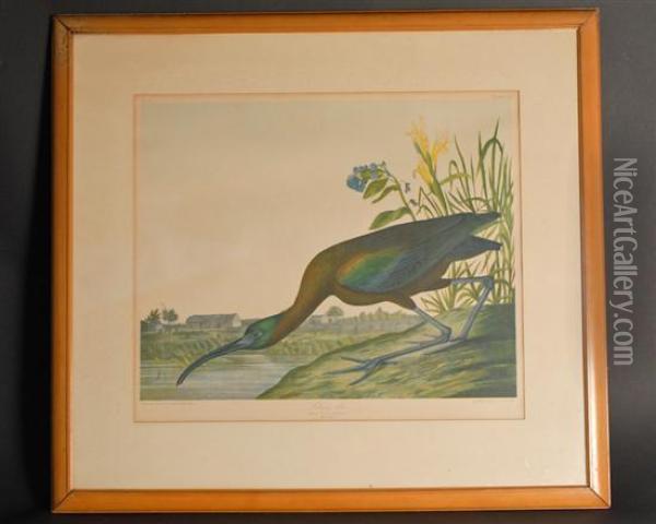 Glossy Ibis, Ibis Falcinellus Oil Painting - Julius Bien