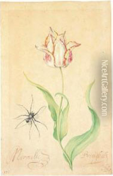 A Tulip 'merveille Breughel' And Spider Oil Painting - Balthasar Van Der Ast