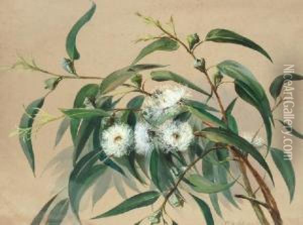 Flowering Gum Oil Painting - G. Hofer