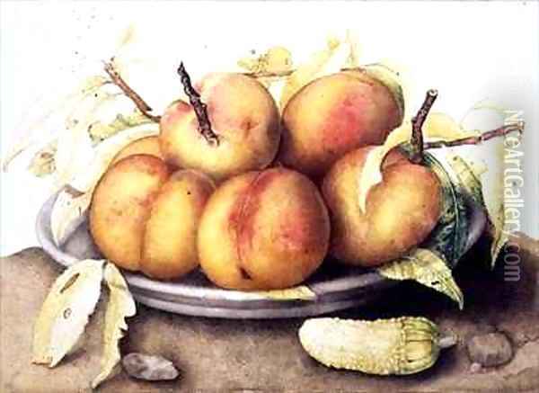 Plate of Peaches with a Pickle Oil Painting - Giovanna Garzoni
