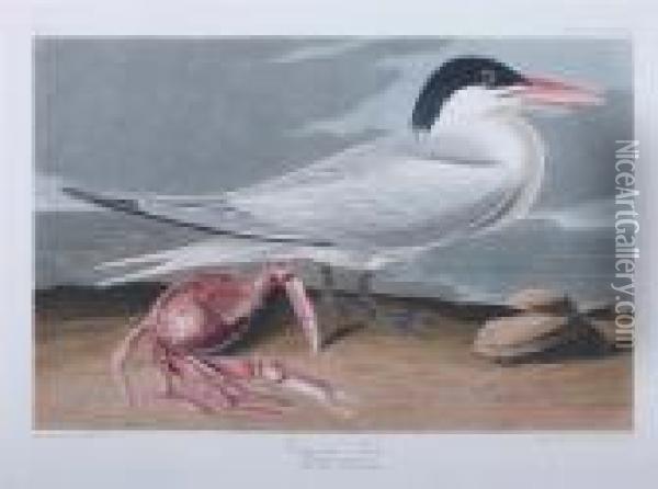 Cayenne Tern Oil Painting - John James Audubon