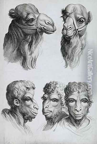 Similarities Between the Head of a Camel and a Man Oil Painting - Charles Le Brun
