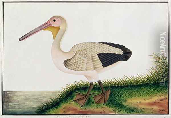 Pelican, Boorong Java, from 'Drawings of Birds from Malacca', c.1805-18 Oil Painting - Anonymous Artist