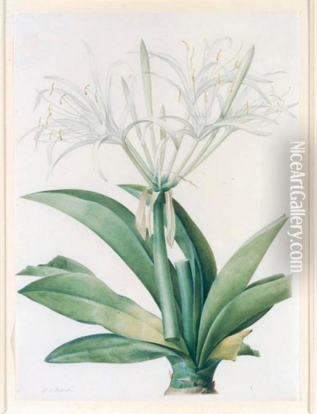 A Caribbean New World Pancratius Lily ( Oil Painting - Pierre-Joseph Redoute