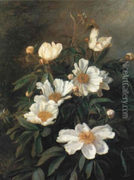 Hvide Silkepaeoner Oil Painting - Signe Andreasen