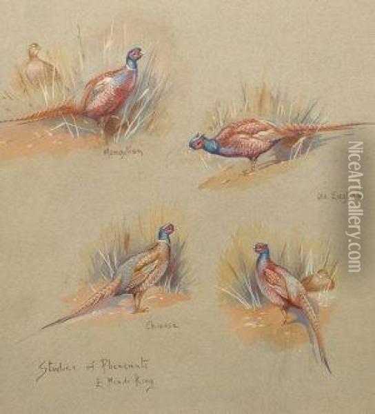 Studies Of Pheasants Oil Painting - William King Billy Barak