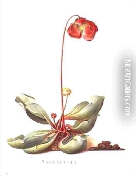 Sarracenia purpurea Pitcher Plant Oil Painting - Georg Dionysius Ehret