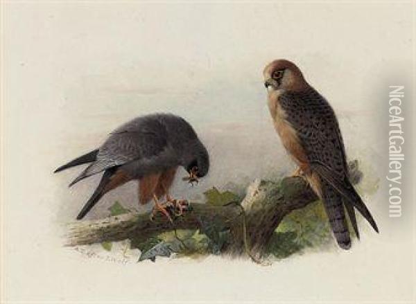 Red-footed Falcon Oil Painting - Archibald Thorburn