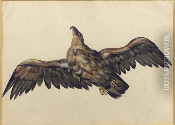 An eagle, with wings outstretched Oil Painting - Dutch School