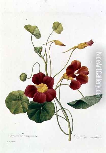 Nasturtium Oil Painting - Pierre-Joseph Redoute