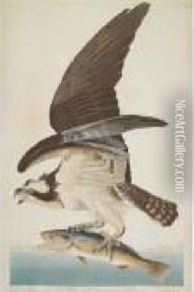 Fish Hawk Or Osprey (plate Lxxxi) Oil Painting - John James Audubon