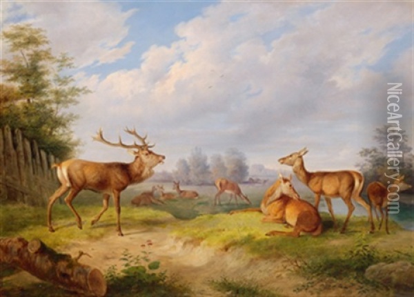 Hirsche Und Rehe In Einer Bewaldeten Landschaft Oil Painting - Johann Frankenberger