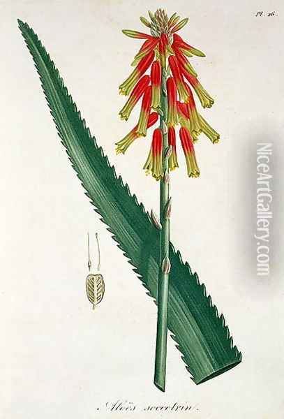 Aloe from Phytographie Medicale Oil Painting - L.F.J. Hoquart