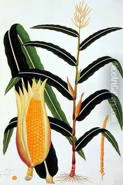 Jagong or Indian Corn, from 'Drawings of Plants from Malacca', c.1805-18 Oil Painting - Anonymous Artist