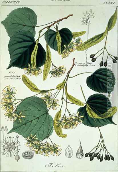 Tilia parvifolia Lime plate 311, illustration from Icones Florae Germanicae Helveticae..., 1844 Oil Painting - Heinrich Gottlieb Ludwig Reichenbach