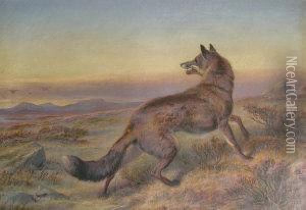 Study Of A Fox In Landscape Oil Painting - Charles Jones