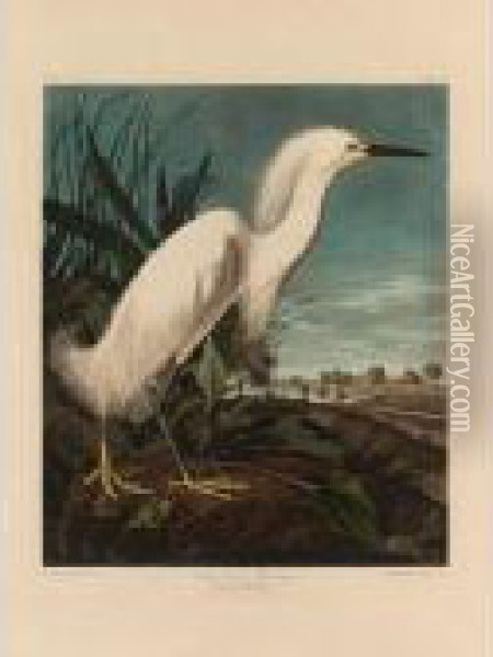 Snowy Heron Or White Egret (plate Ccxlii) Oil Painting - John James Audubon