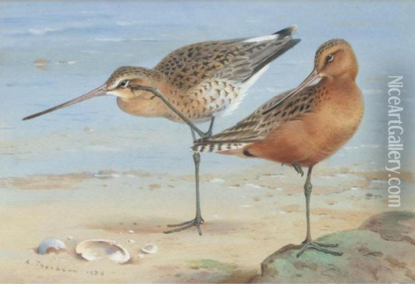 A Pair Of Bar-tailed Godwit Oil Painting - Archibald Thorburn