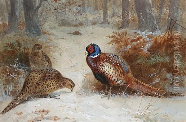 Pheasants Foraging In A Snowy Wood Oil Painting - Archibald Thorburn